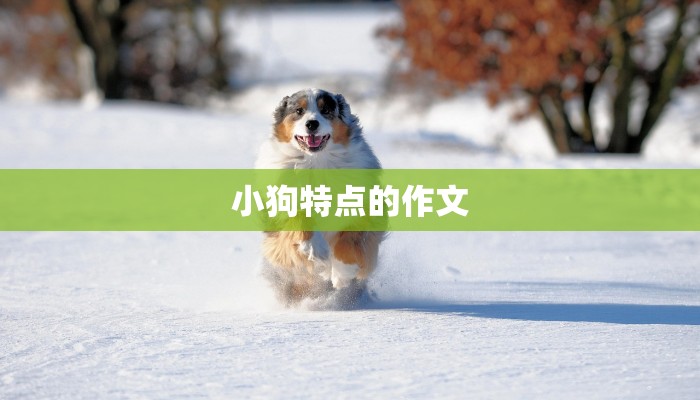 小狗特点的作文