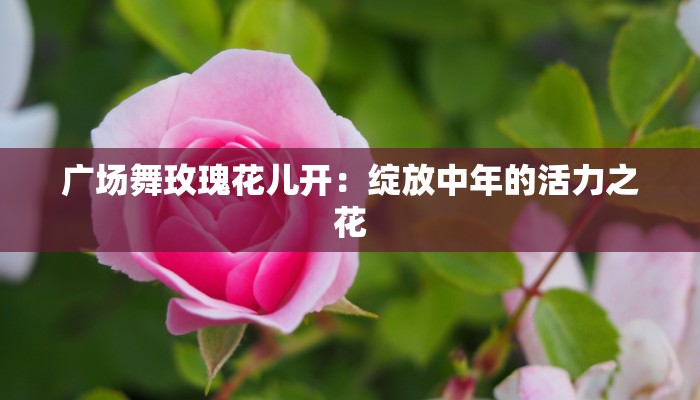 广场舞玫瑰花儿开:绽放中年的活力之花 广场舞玫瑰花儿开:绽放中年的活力之花