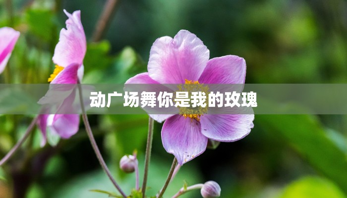 动广场舞你是我的玫瑰